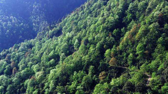 珍稀保护植物珙桐树鸽子花盛开满山遍野