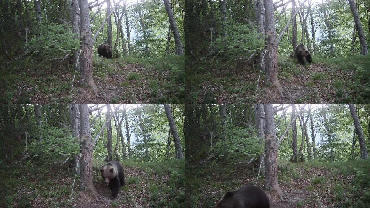 一只熊在树林里觅食的追踪录像