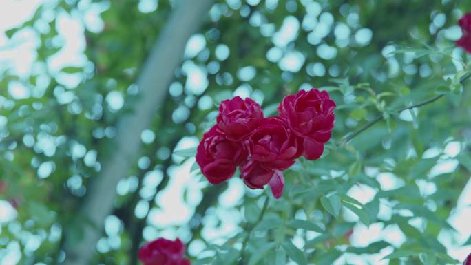 唯美蔷薇花开春天 蔷薇 月季玫瑰花