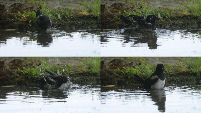 喜鹊洗喜鹊池塘欧洲喜鹊