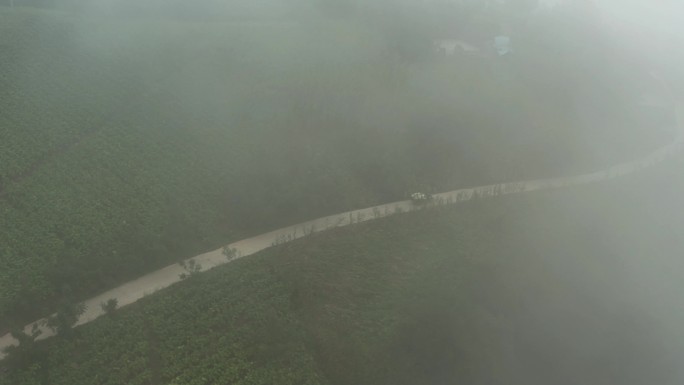 浓雾中的村庄森林保护区