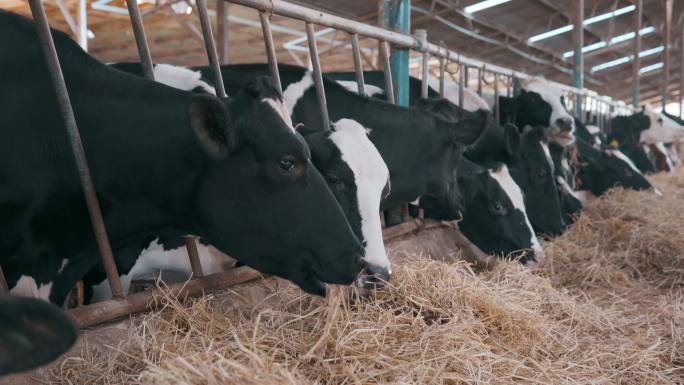 一群奶牛在牛奶生产场进食