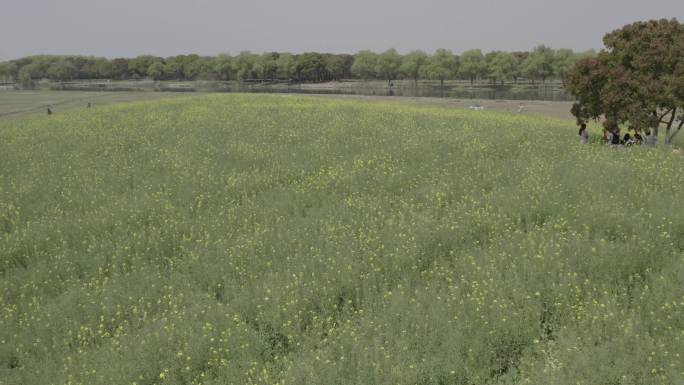 苏州阳澄湖半岛一棵树油菜花航拍风景油菜花