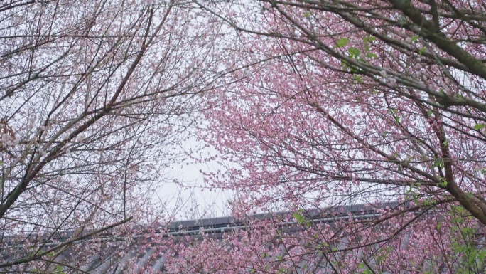 冬梅花房檐屋檐生机勃勃春暖花开万物复苏