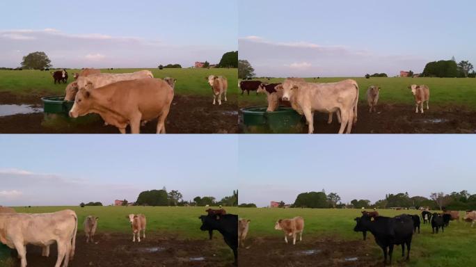 乡下的牛在水槽里喝水
