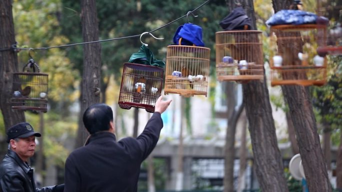 早晨老人遛鸟实拍素材