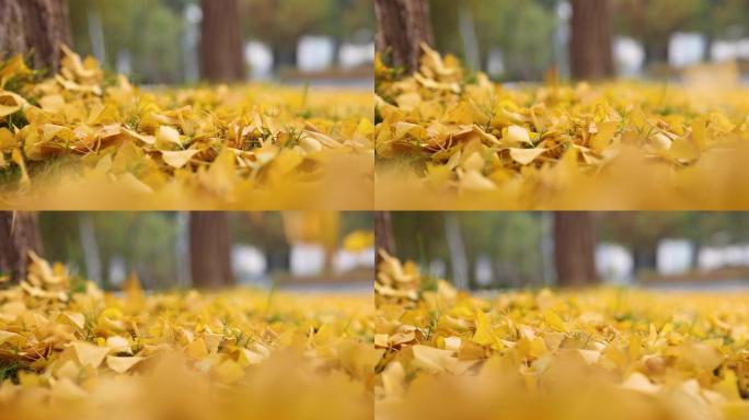 落在地上的秋叶黄色枫叶