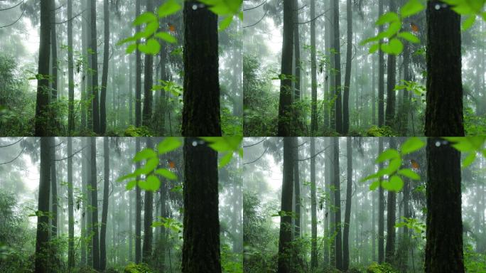 雨中的森林大树
