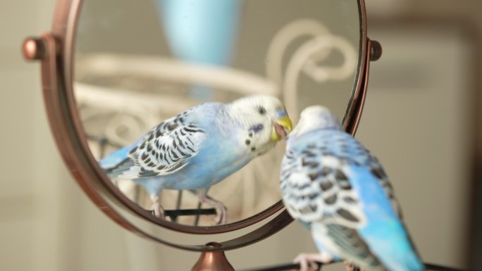 蓝色雄性鹦鹉对着镜子看着自己——长尾鹦鹉/鹦鹉