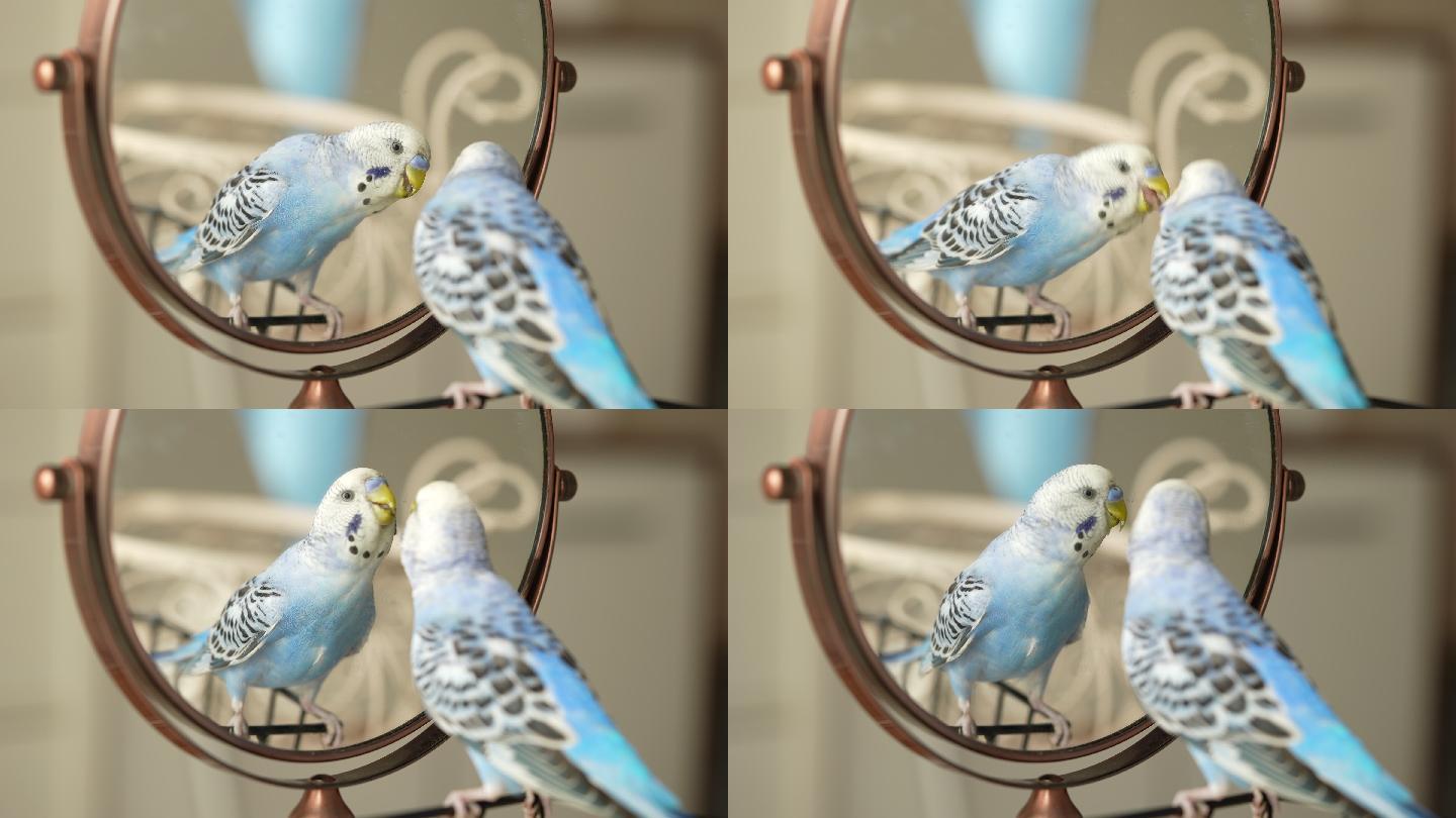 蓝色雄性鹦鹉对着镜子看着自己——长尾鹦鹉/鹦鹉
