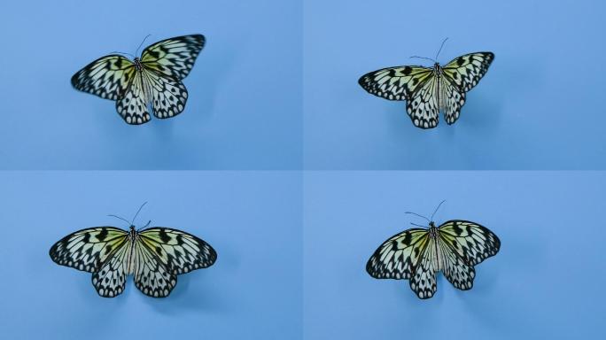 蓝色背景上美丽的纸风筝蝴蝶
