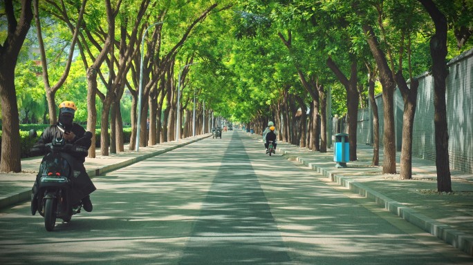 夏天老街绿荫马路