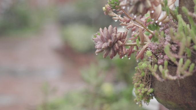 黄色的花朵接受着从天而降的雨滴