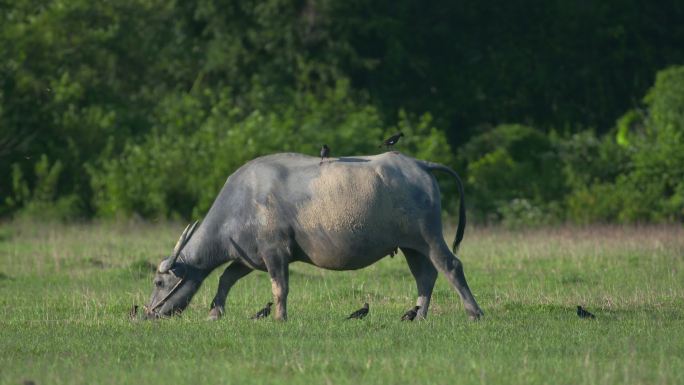 4k牛吃草 水牛黄牛动物农业自然生态草坪