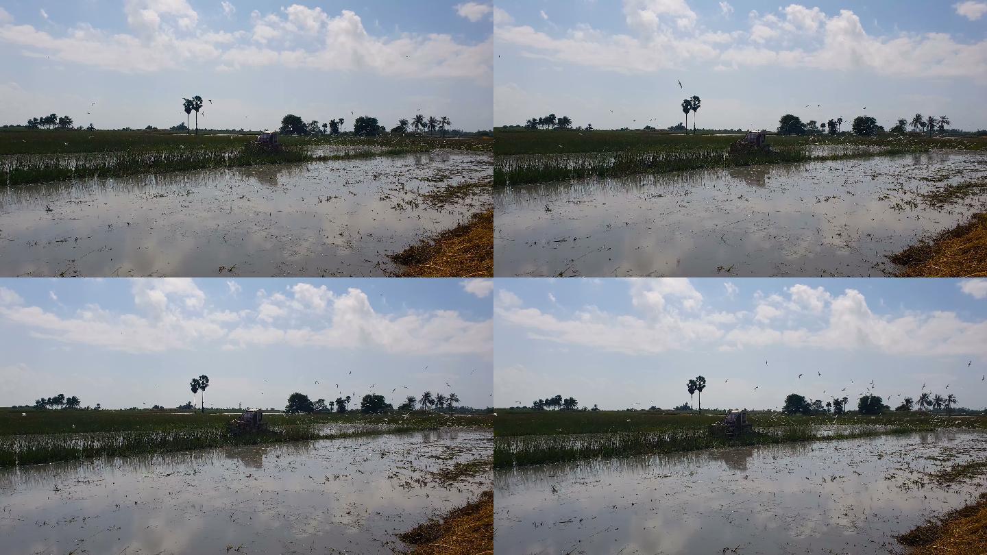 农业季节，人们在种植水稻之前，会驾驶拖拉机犁地，除草以调整土壤