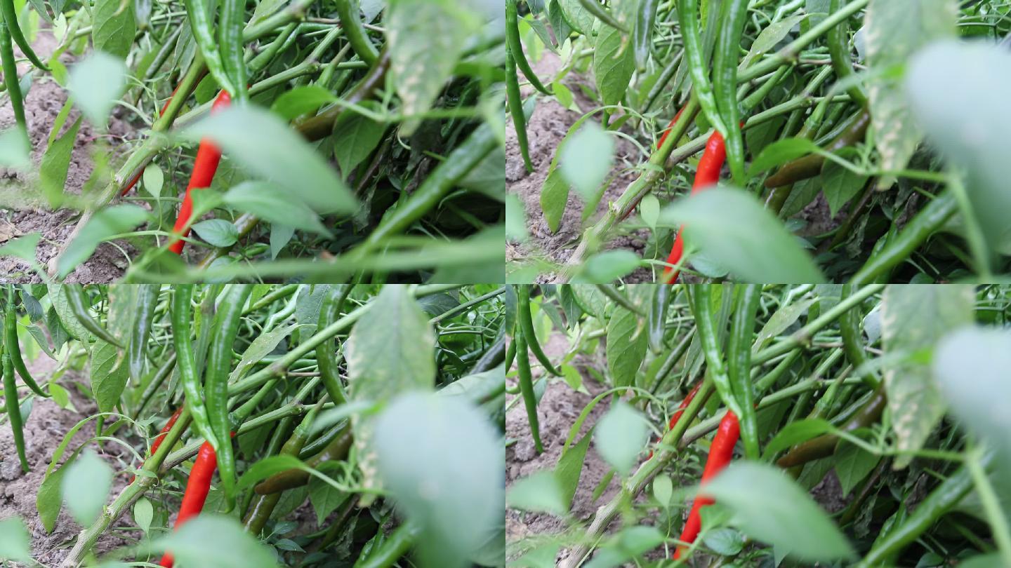 种植的 青椒