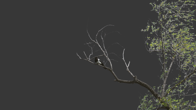 树枝上的喜鹊-alpha透明通道
