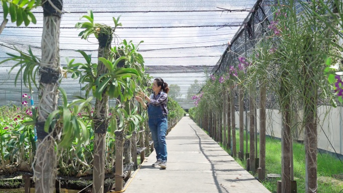 园丁种植兰花。农业大棚