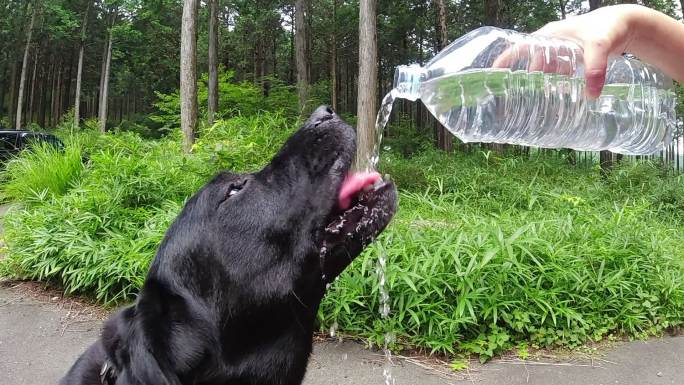 慢动作口渴的狗在炎热的夏天伸出舌头喝水