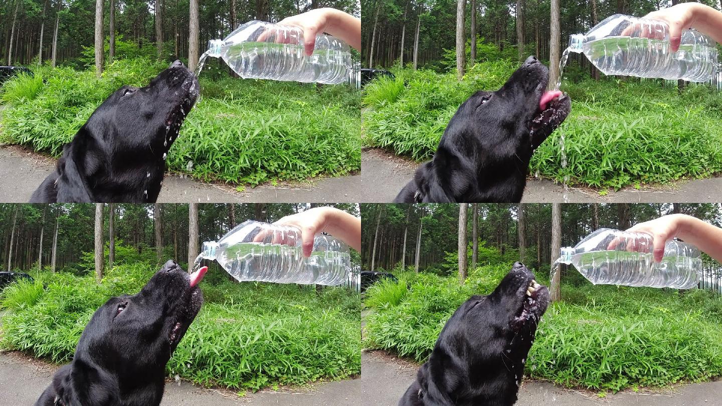 慢动作口渴的狗在炎热的夏天伸出舌头喝水