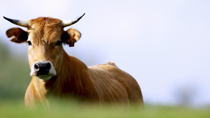 田野里一头牛的特写镜头