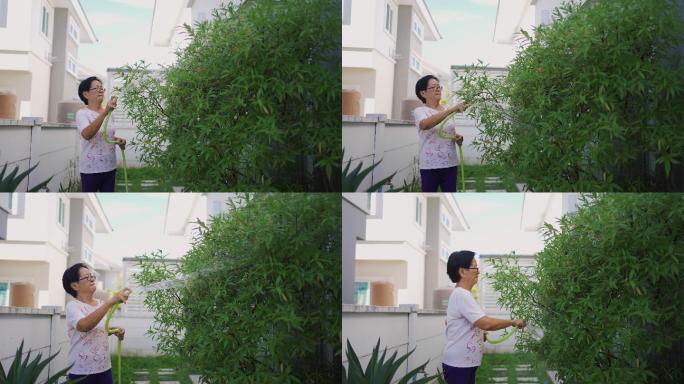 给树浇水的亚洲老年妇女。