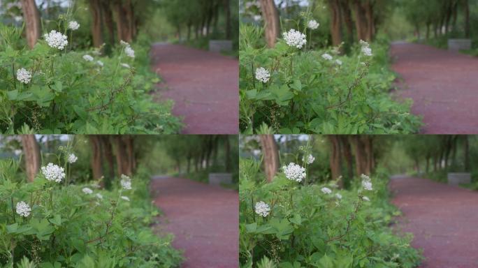 路边的野花