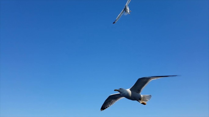 在海面上飞翔的海鸥