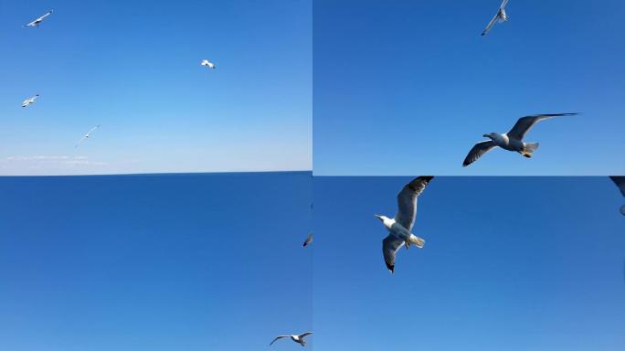 在海面上飞翔的海鸥