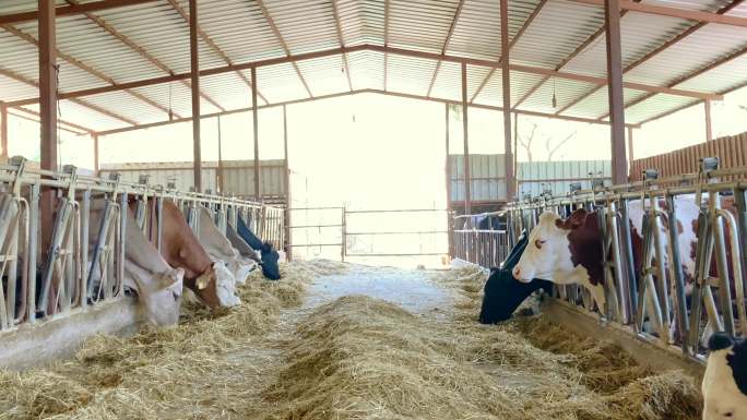 在谷仓喂食的乳牛牛奶生产厂肉牛养殖厂牛场