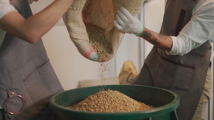 特写亚裔中国工匠和工人将生咖啡豆从麻袋倒进准备烘焙的桶中