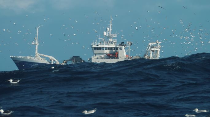 大西洋的动物多样性：拖网渔船之后的北塘鹅