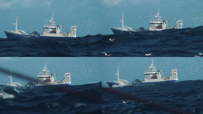 大西洋的动物多样性：拖网渔船之后的北塘鹅