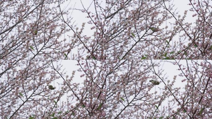 梅花林鸟小鸟在枝头桃花