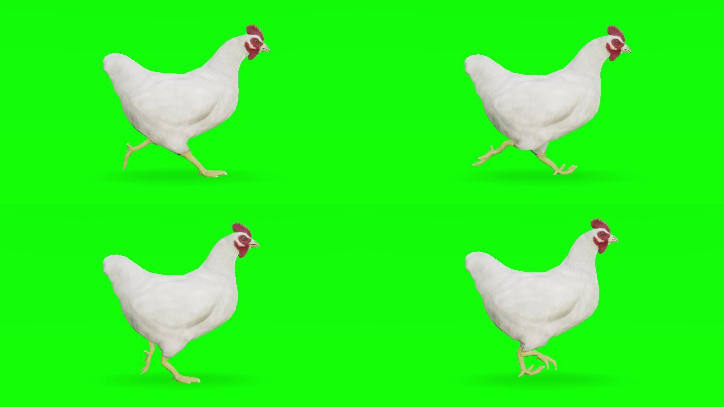 在绿色屏幕上奔跑的小鸡。动物、野生动物、游戏、返校、3d动画、短片、电影、卡通、有机、色度键、角色动