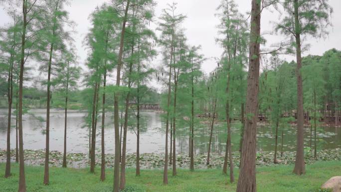 湖边松树荷叶绿植植物南宁青秀山