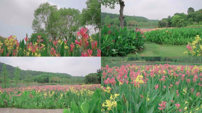 公园大树水生植物花卉花朵种植环保