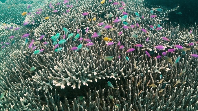 珊瑚礁附近一群粉红色和蓝色鱼类的水下景观