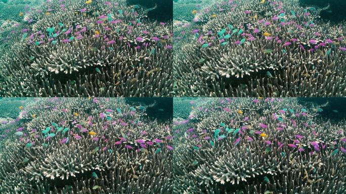 珊瑚礁附近一群粉红色和蓝色鱼类的水下景观