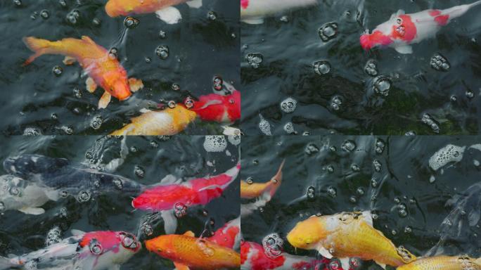 锦鲤鱼在水中游泳观赏鱼投食喂食鱼池