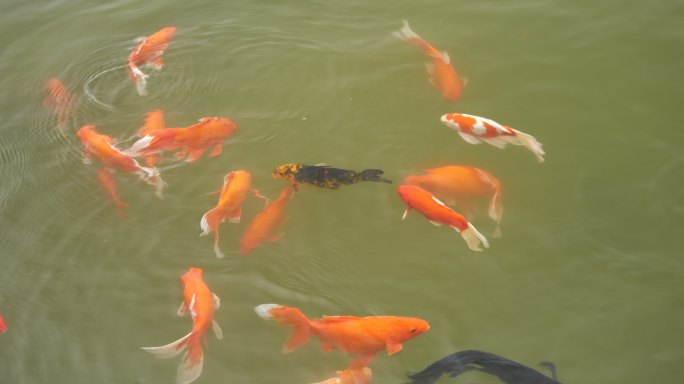锦鲤  水池 鱼池 观赏鱼