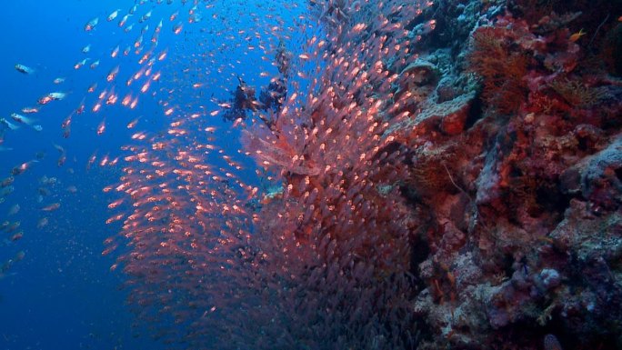 红海玻璃鱼浅滩水下海景潜水