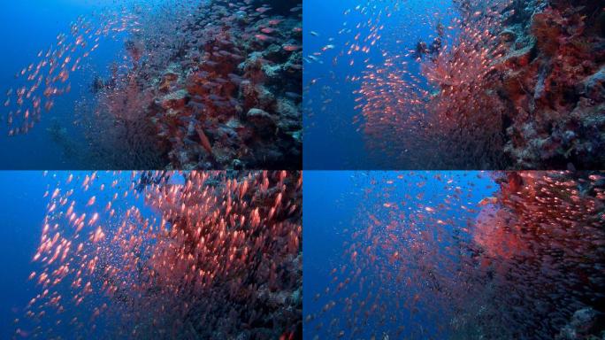 红海玻璃鱼浅滩水下海景潜水