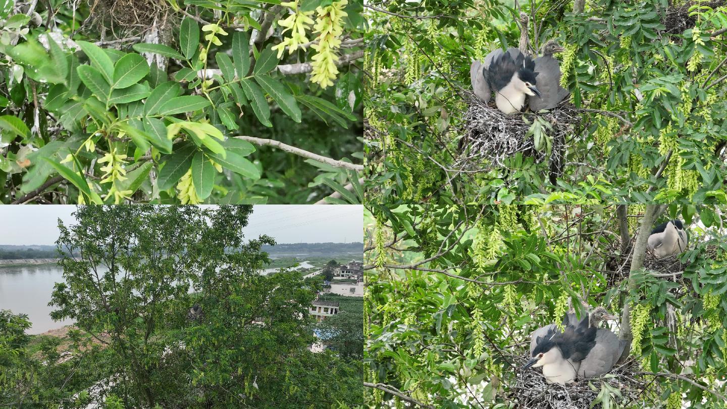 沙泡树成百年“鸟树” 千鸟同栖筑巢繁衍1