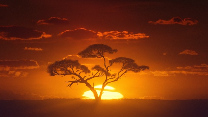 非洲太阳下的海市蜃楼。非洲时间点日出。相思树。