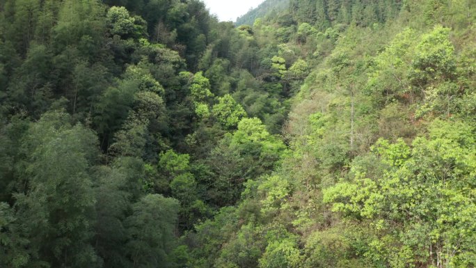 原生态山林竹林 航拍
