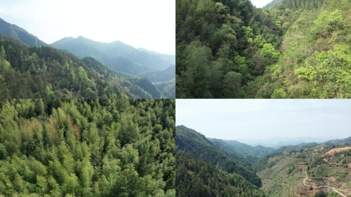 原生态山林竹林 航拍