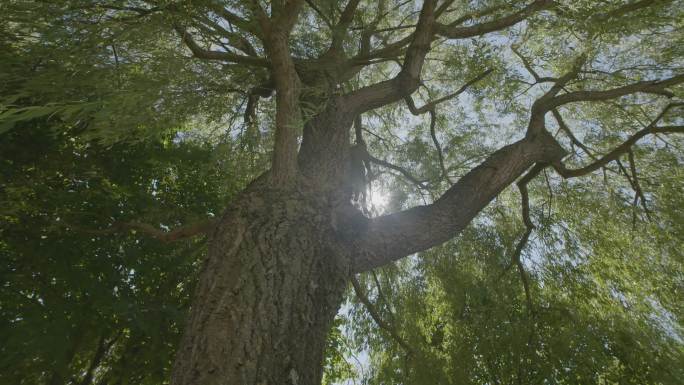 一棵背靠太阳的树大树
