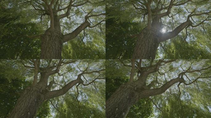 一棵背靠太阳的树大树