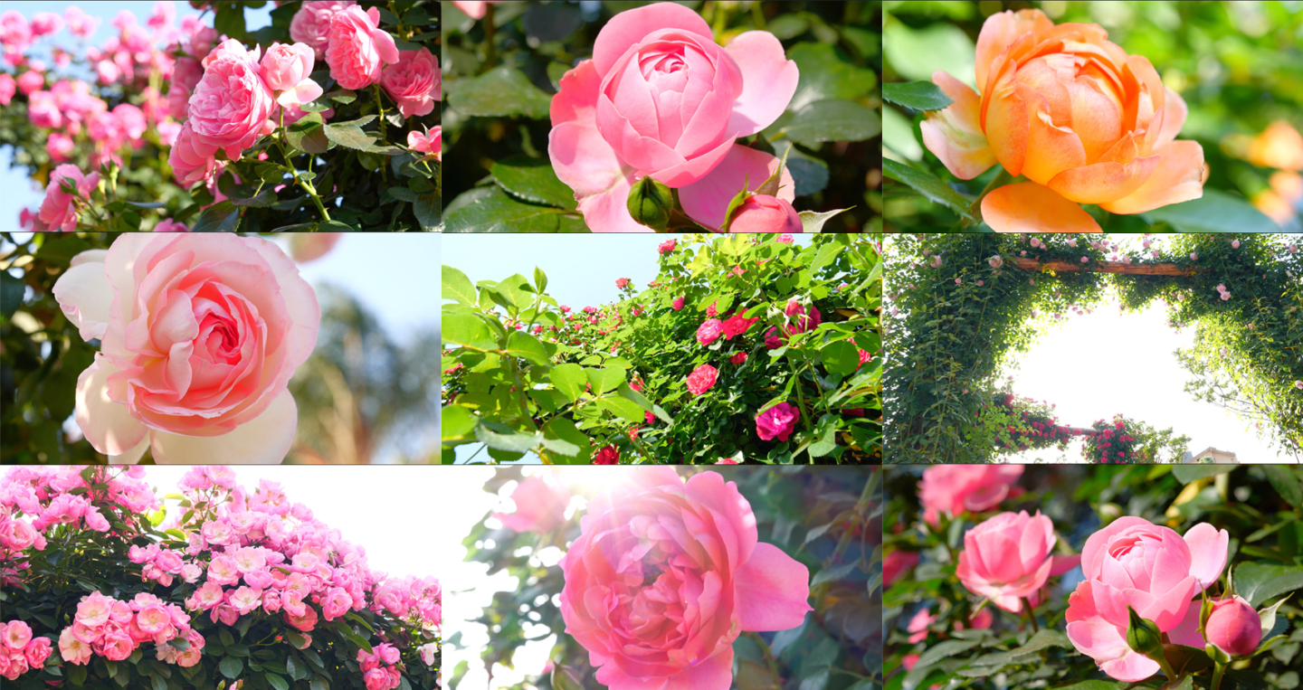玫瑰 月季 花